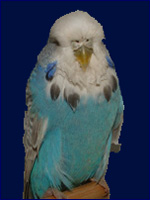 Grauflügel Hellblau (Himmelblau)