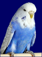 Hellflügel Dunkelblau (Kobaltblau)